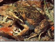 frog20042.gif