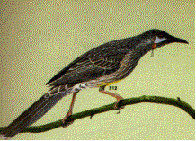 redwattlebird.gif